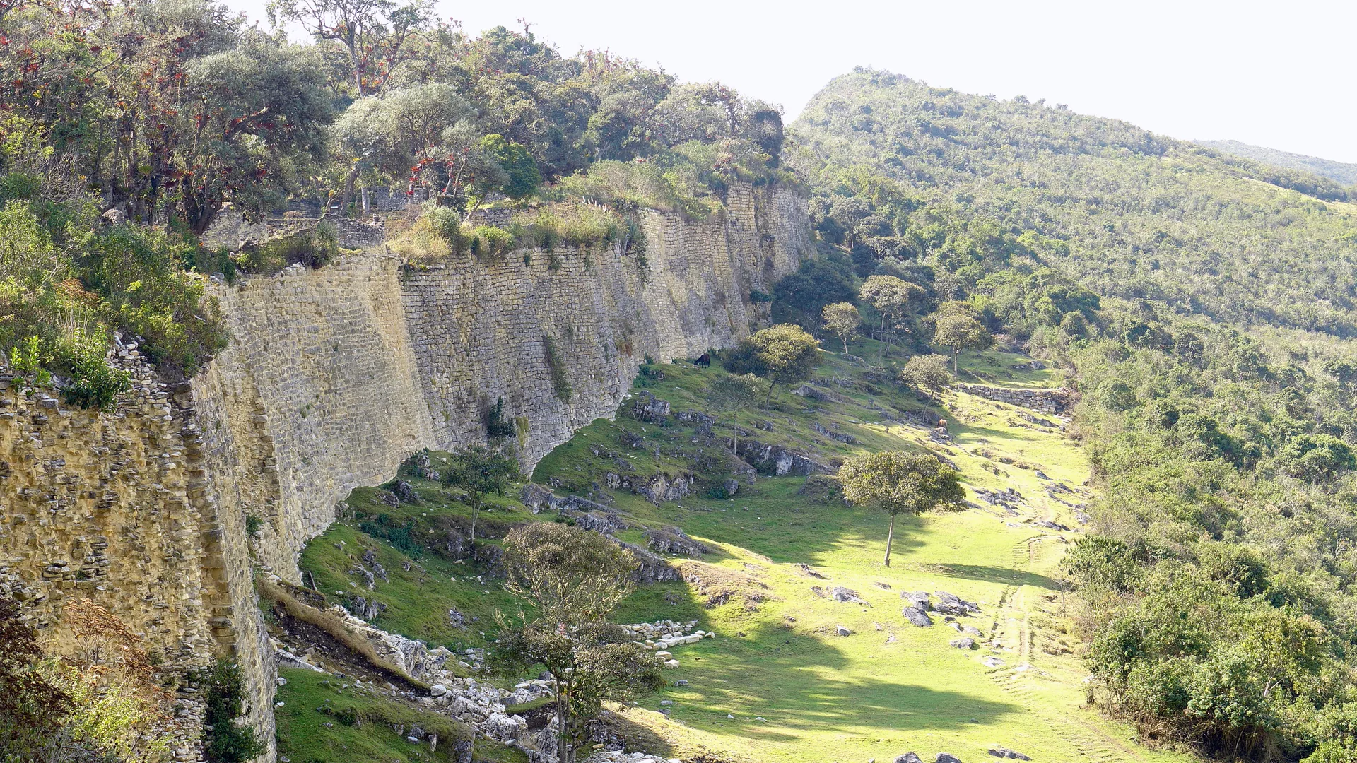 The eastern perimeter wall of Kuélap, a massive coursed-limestone rampart running along a forested ridge in Peru's Amazonas region, with cloud-forest trees growing along its top edge